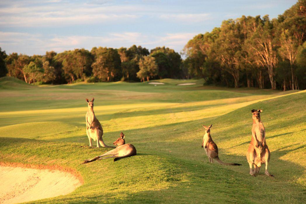 Local wildlife. Остров кенгуру в Австралии. Долина кенгуру Австралия. Стая кенгуру. Кенгуру в природе.